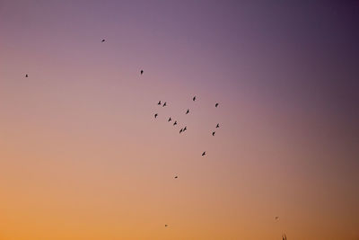 Low angle view of birds flying in sky