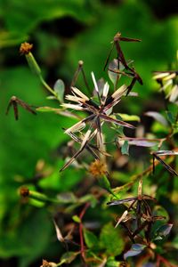Close-up of plant against blurred background