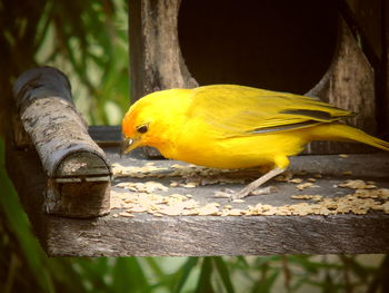 Close-up of bird perching on wood