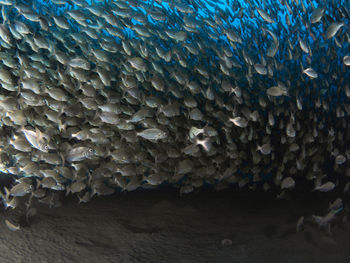 View of fishes swimming in sea