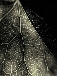 Close-up of leaf