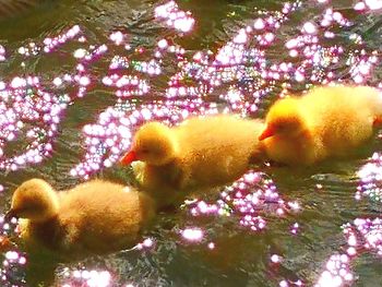 Close-up of a bird in a tree