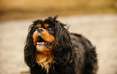Cavalier king charles spaniel standing outdoors