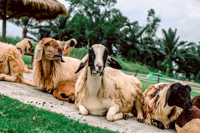 Flock of sheep on field