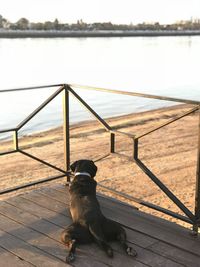 Dog sitting on pier