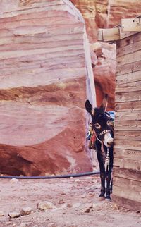 Donkey standing by wall