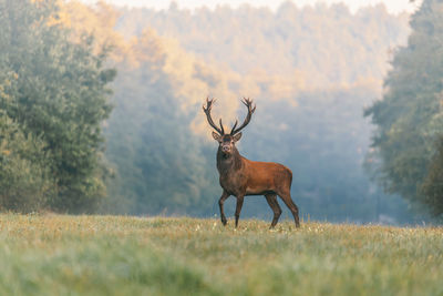 Deer standing on field