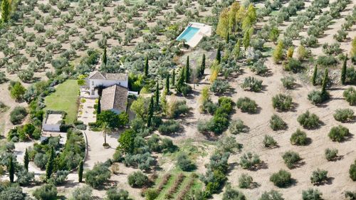 High angle view of trees and houses on field
