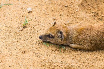 High angle view of animal sleeping on land