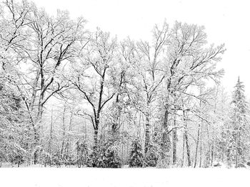 Bare trees on snow covered land