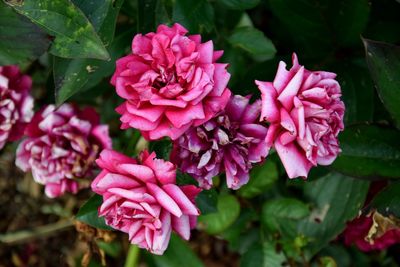 Close-up of pink flower