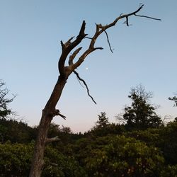 Low angle view of bare trees against clear blue sky