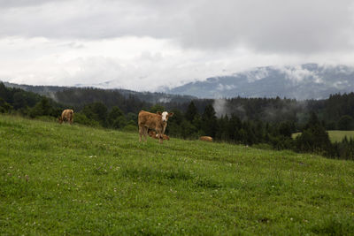 Cows in a field