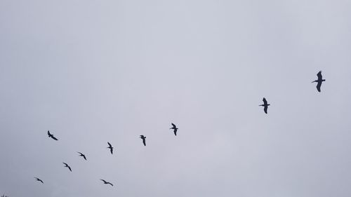 Low angle view of birds flying in the sky