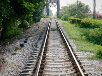 Railroad tracks amidst trees