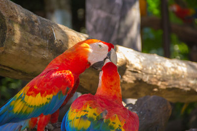 Close-up of parrot perching on tree