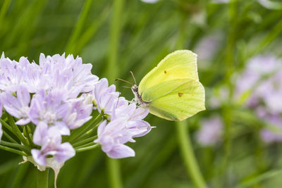 Close-up of butterfly pollinating on purple flower