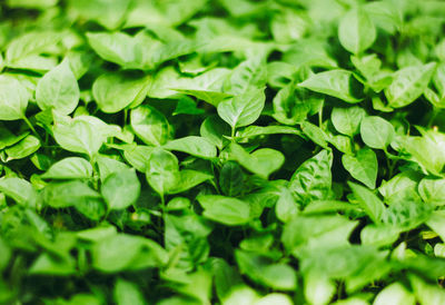 Full frame shot of green leaves