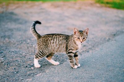 Portrait of tiger walking on road