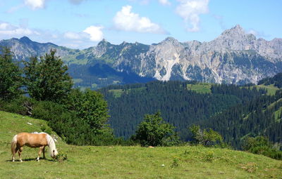 Horses in a field