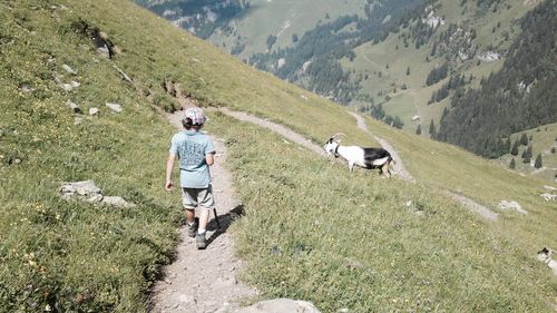 Rear view of woman walking on mountain road with goat grazing on grass