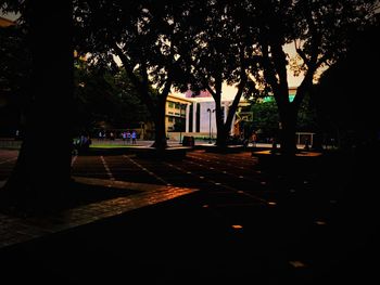 Trees in city at night