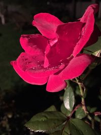 Close-up of pink flowers