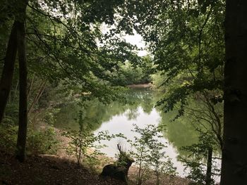 Trees by lake in forest against sky