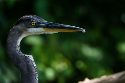 Close-up of bird