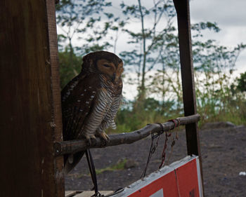 Bird perching on wood against trees
