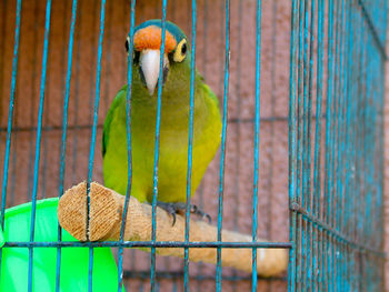 Close-up of parrot in cage