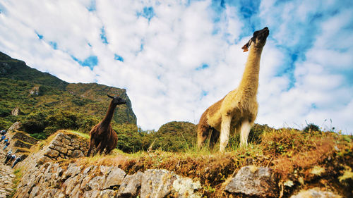 Alpacas on field against sky