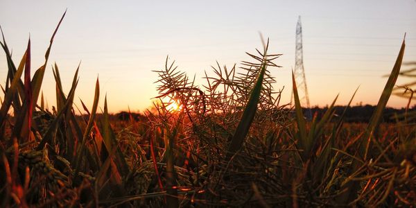 Close-up of stalks in field against sunset sky