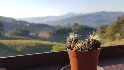 Close-up of cactus plant in pot