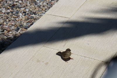 High angle view of sparrow perching on footpath