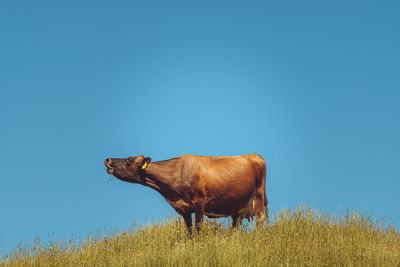 View of horse on field against clear sky