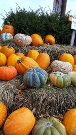 Pumpkins in market