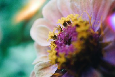 Close-up of bee on fresh flower