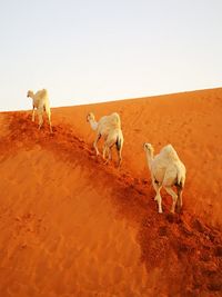 Sheep in desert against sky