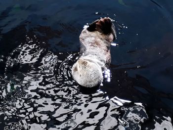 High angle view of dog swimming in lake