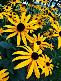 Close-up of yellow and purple daisy flowers