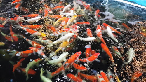 High angle view of koi carps swimming in pond