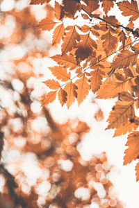 Autumn scene with orange leaves and blurred brown branches