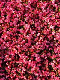 High angle view of pink flowering plants