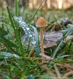Close-up of wet mushroom growing on land