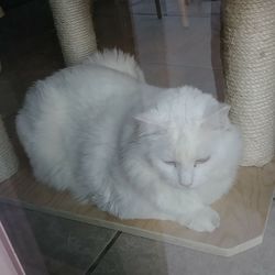 High angle portrait of cat relaxing on floor
