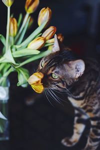 Close-up portrait of cat