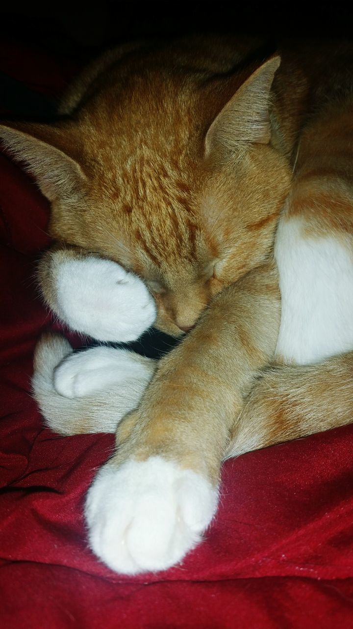 CLOSE-UP OF CAT IN BLANKET