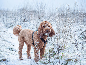 Cockapoo dog covered in snow during a walk in the scottish countryside