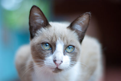 Close-up portrait of cat